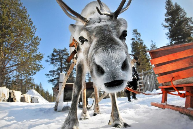 Lapland Reindeer Safari From Rovaniemi - Handling the Sled