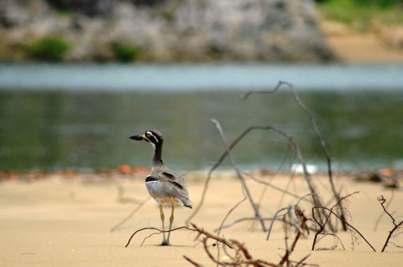 LARC! Paradise Tour: Beach, Lunch and Sandboarding - Tour Highlights