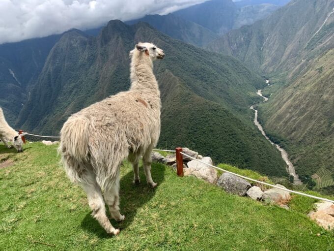 LARES TRAIL TO MACHUPICCHU 4 DAYS ALL INCLUDED. - Traveler Reviews