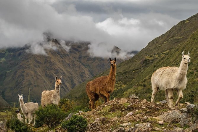Lares Trek Private Service - Key Points