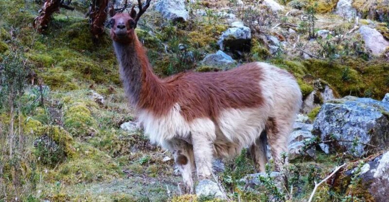 Lares Trek to Machu Picchu 4 D/3 N - Itinerary Highlights