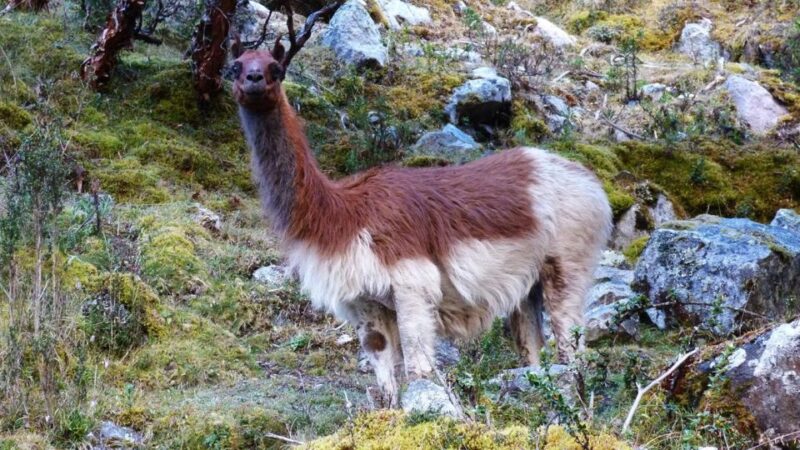 Lares Trek to Machu Picchu 4 D/3 N - Included Services