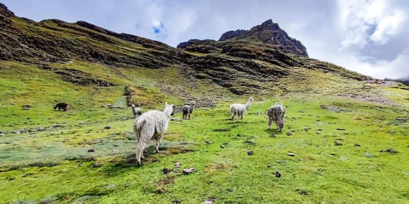 Lares Trek to Machu Picchu 4 DAYS - Key Points