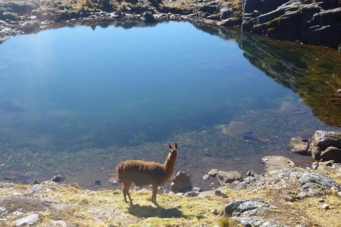Lares Trek to Machu Picchu (4 Days) - Included Services and Amenities