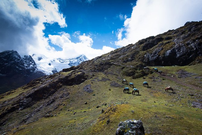 Lares Trek to Machu Picchu (4 Days) - Traveler Feedback and Ratings