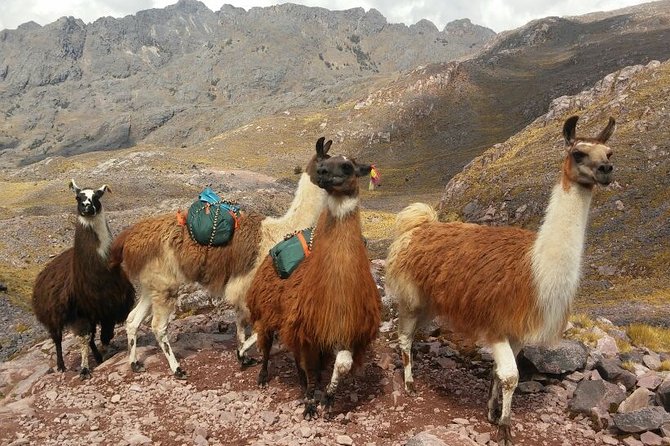 Lares Trek to Machu Picchu (6 Days) - Climbing Huayna Picchu