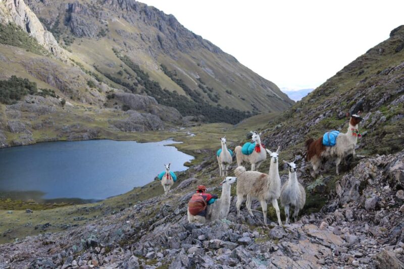 Lares Trek With Llamas & Short Inca Trail to Machu Picchu - Key Points