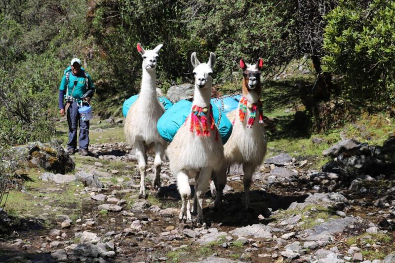 Lares Trek With Llamas & Short Inca Trail to Machu Picchu - Experience Highlights
