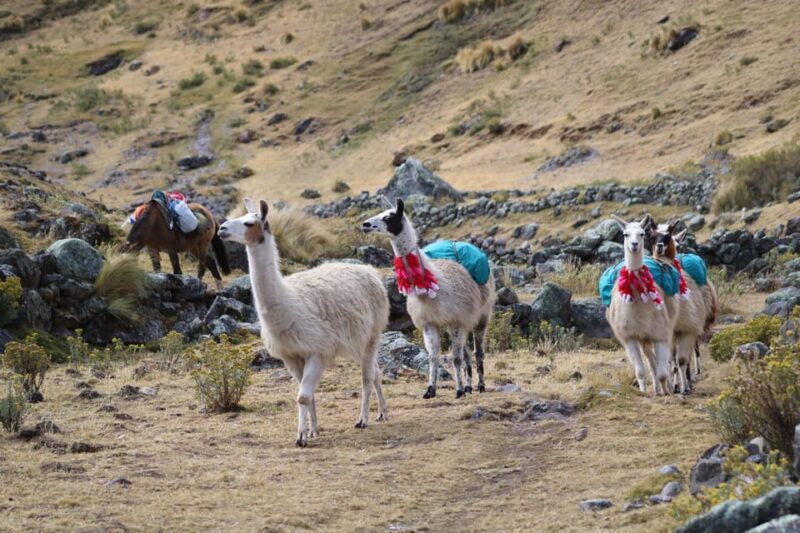 Lares Trek With Llamas & Short Inca Trail to Machu Picchu - Included in the Trek