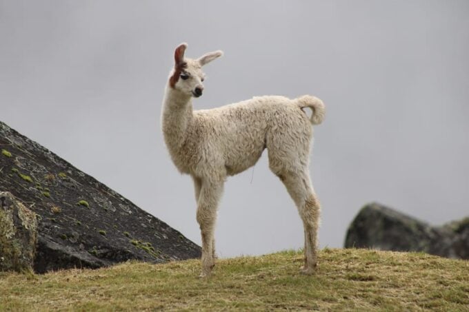 Lares Trek With Llamas & Short Inca Trail to Machu Picchu - Quechua Community Interaction