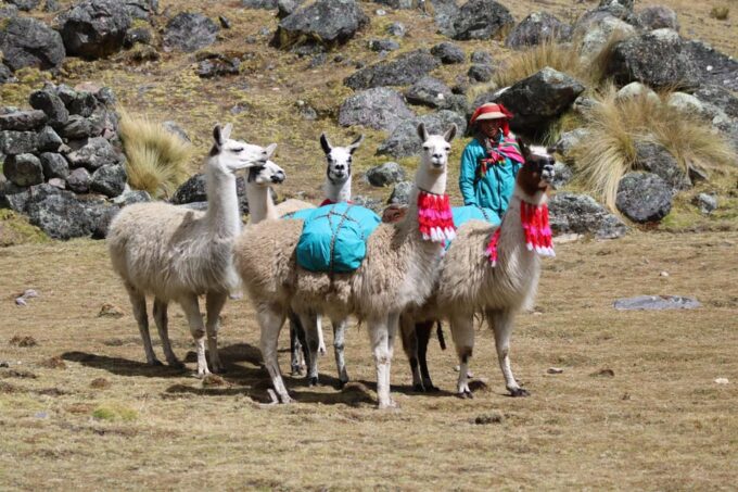 Lares Trek With Llamas & Short Inca Trail to Machu Picchu - Trek Itinerary