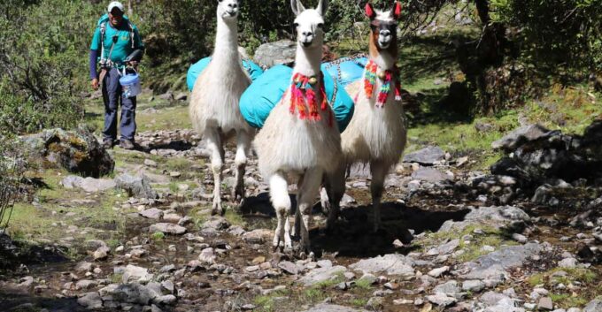Lares Trek With Llamas & Short Inca Trail to Machu Picchu - Frequently Asked Questions