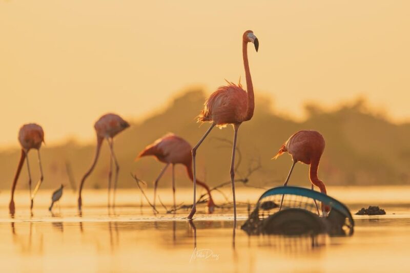Las Coloradas and Río Lagartos - Languages and Accessibility