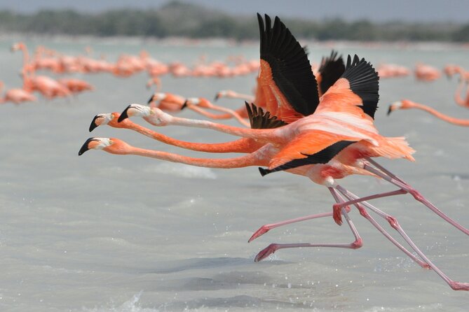 Las Coloradas and Rio Lagartos Tour With All Inclusive - Tips for a Great Tour