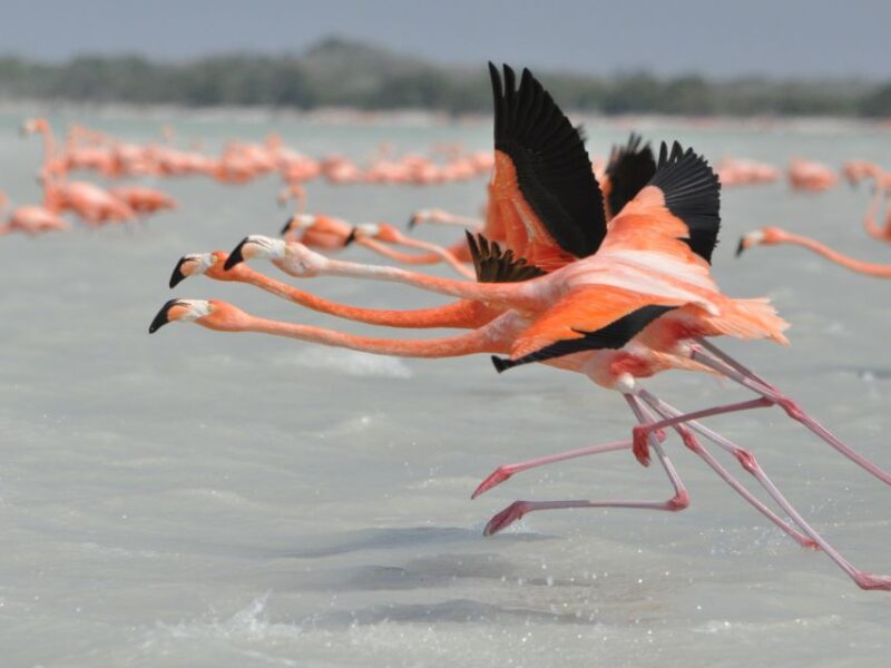 Las Coloradas Discovery Tour - Inclusions