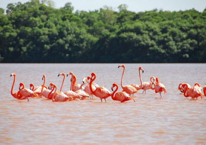 Las Coloradas: Full-Day Tour to the Pink Lake & Rio Lagartos - Tour Itinerary and Duration
