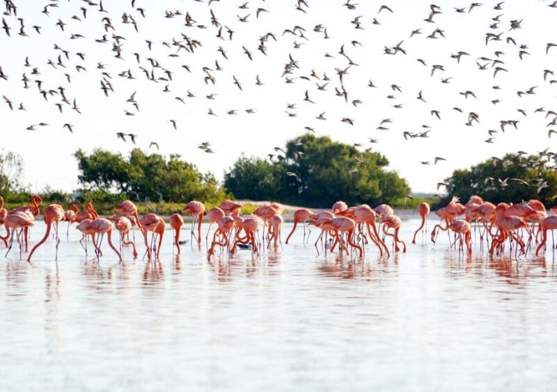 Las Coloradas: Guided Visit, Río Lagartos Boat Tour & Lunch - Itinerary Details