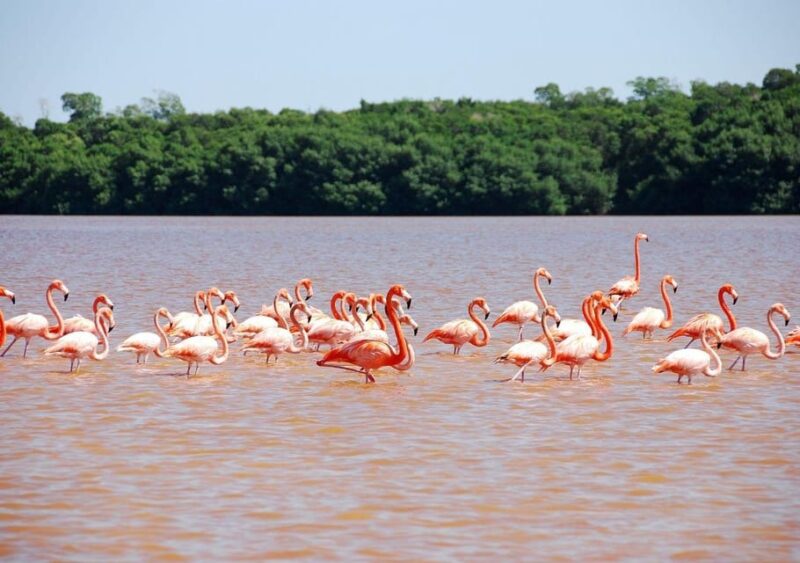Las Coloradas: Pink Lake Visit and Boat Ride in Río Lagartos - Transportation and Pickup Information