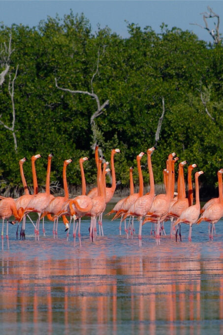 Las Coloradas - Frequently Asked Questions