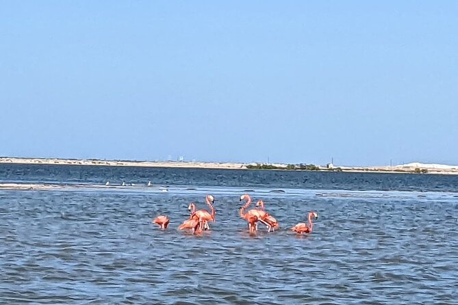 Las Coloradas Tour! Boat Ride, Lunch & Rio Lagartos From Cancun - Transportation and Logistics