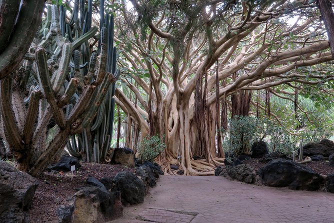 Las Palmas, Botanical Garden & Bandama Crater Tour - Gran Canaria - Accessibility and Participation