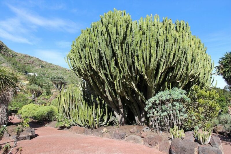 Las Palmas, Botanical Gardens and Bandama Volcano Tour - Caldera De Bandama
