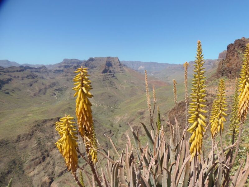 Las Palmas: Maspalomas to the Tejeda Mountains Grand Tour - Itinerary Highlights