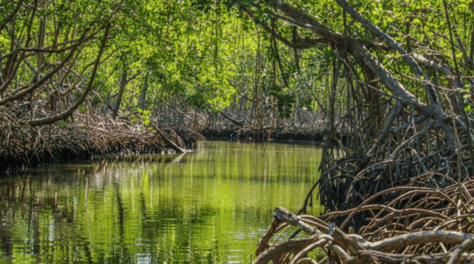 Las Terrenas: Just Los Haitises Boat and Walking Tour - Recap