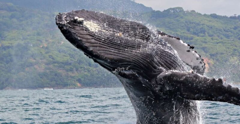 Las Terrenas: Private Whale Watching Half Day - Customer Feedback