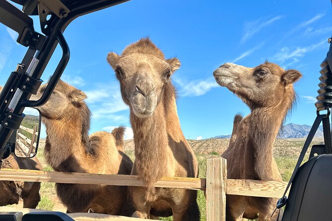 Las Vegas Guided UTV Safari and Zoo Tour - Customer Reviews and Feedback