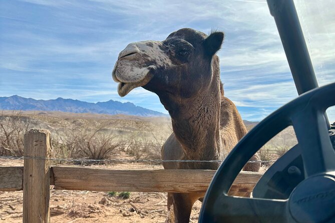 Las Vegas Guided UTV Safari and Zoo Tour - Frequently Asked Questions