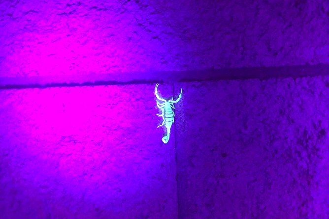 Las Vegas Night-Time Scorpion and Black Widow Interactive Virtual Hunting - Accessibility and Accommodations
