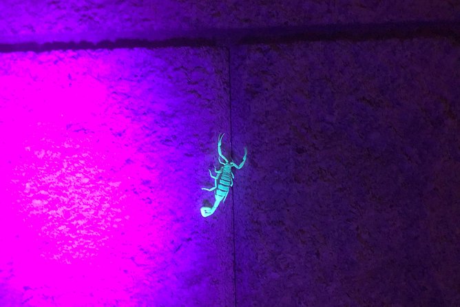 Las Vegas Night-Time Scorpion and Black Widow Interactive Virtual Hunting - Transportation and Nearby Attractions