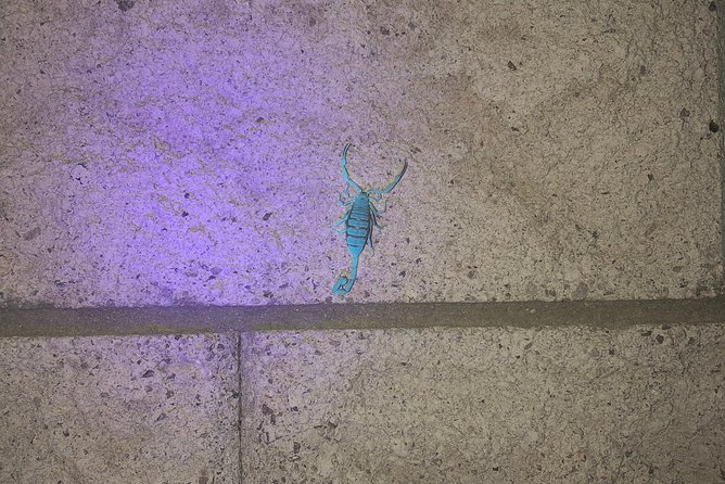 Las Vegas Night-Time Scorpion and Black Widow Interactive Virtual Hunting - Recap