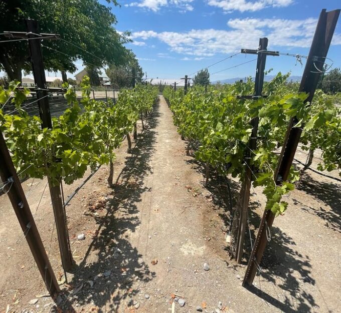 Las Vegas / Pahrump Wine Tasting Tour and Snacks - Family-Owned Wineries