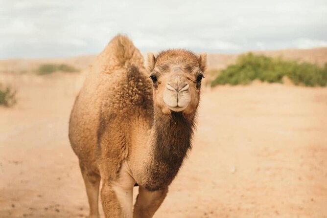 Las Vegas Safari Tram Ride and Zoo Tour at Camel Safari - Meeting Location and Directions