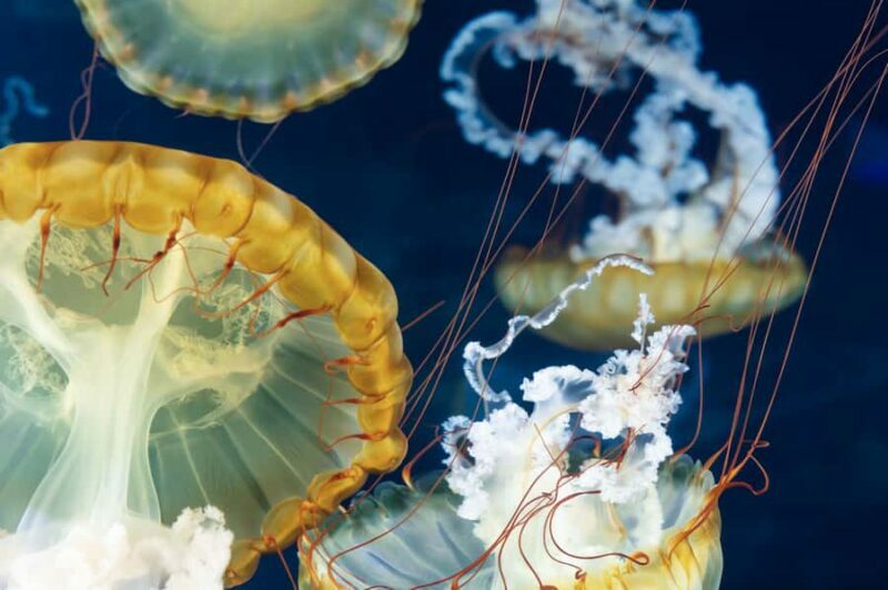 Las Vegas: Shark Reef Aquarium Entry Ticket - Key Points
