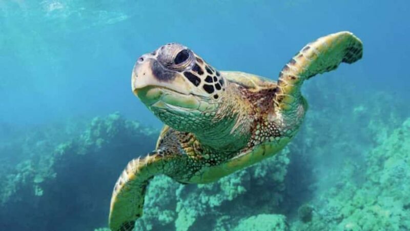 Las Vegas: Shark Reef Aquarium Entry Ticket - The Exhibits and Highlights