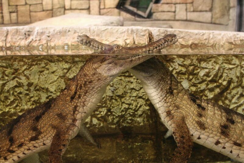 Las Vegas: Shark Reef Aquarium Entry Ticket - The Visitor Experience
