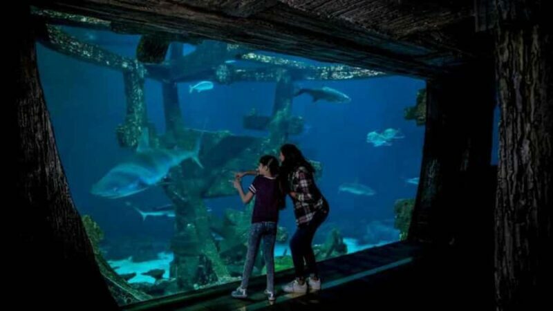 Las Vegas: Shark Reef Aquarium Entry Ticket - Practical Tips for Visiting