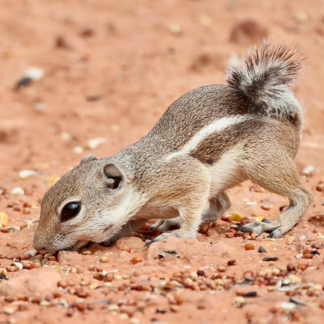 Las Vegas: Valley of Fire and Red Rock Canyon Day Trip - FAQs