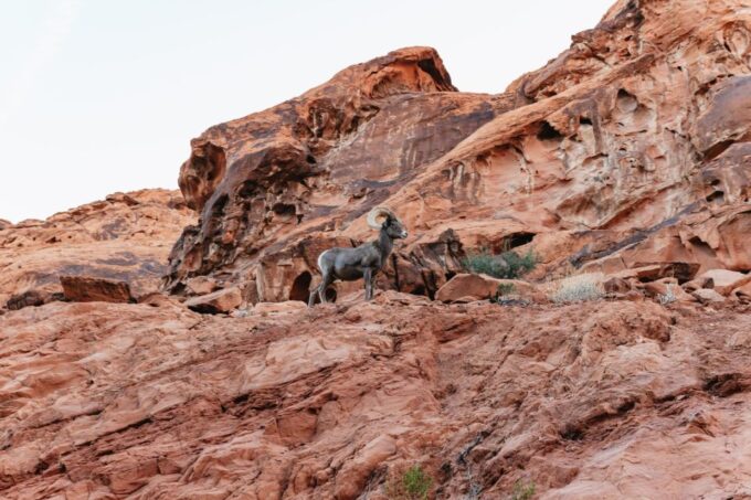 Las Vegas: Valley of Fire Guided Hike With Drinks and Snacks - Frequently Asked Questions