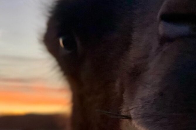Las Vegas VIP Sunset Safari Tour - Savoring Sunset Snacks