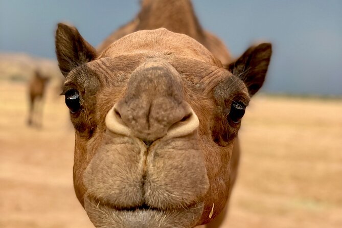 Las Vegas VIP Sunset Safari Tour - Transportation and Meeting Information