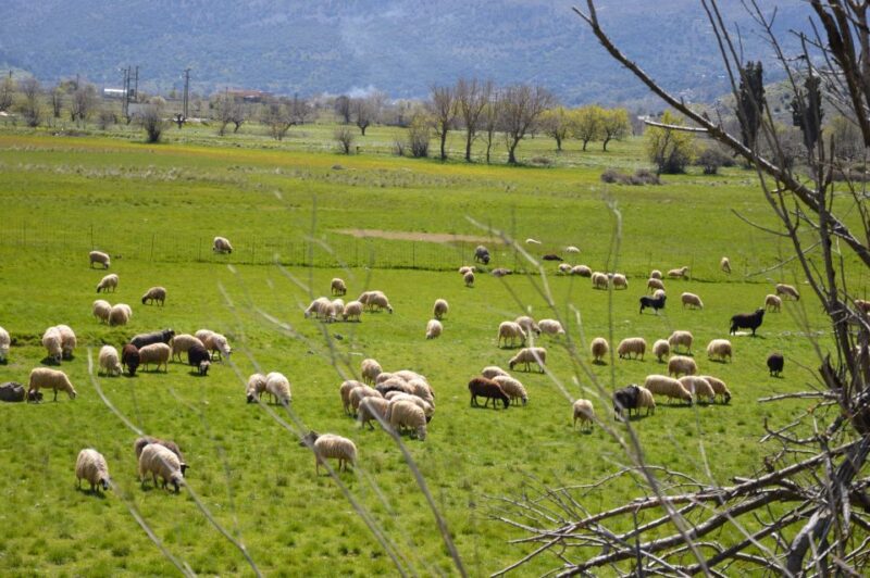 Lasithi V.I.P Safari With Lunch - Visiting the Cave of Psychro