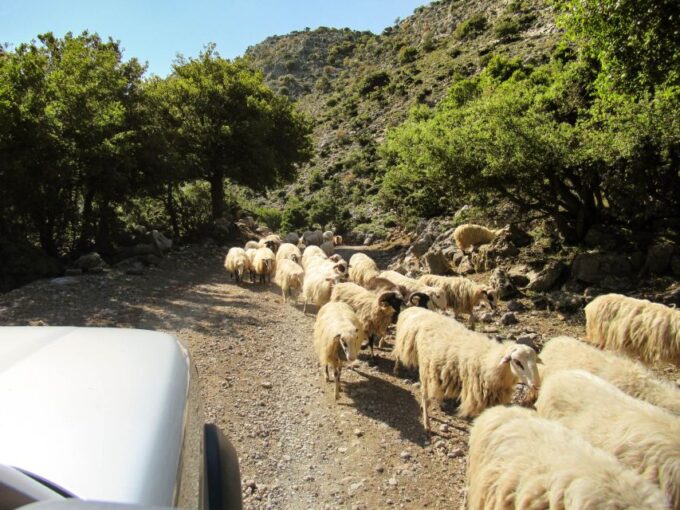 Lasithi V.I.P Safari With Lunch - Tasting Cretan Cuisine