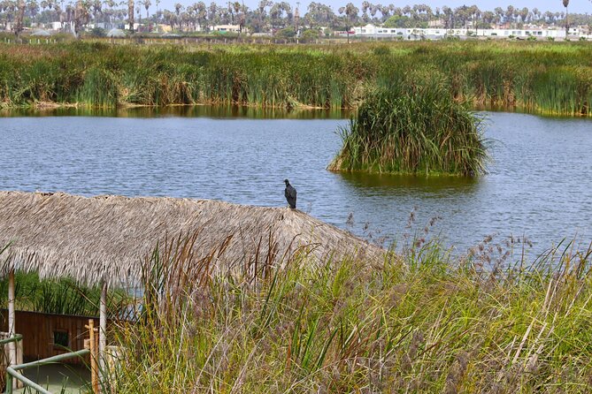 Last Little Wildlife Refuge in Lima - Recap
