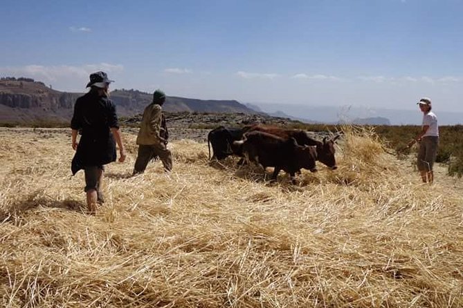 Lasta Mountains: Highland Eco Trekking Tour in Lalibela - Booking Details