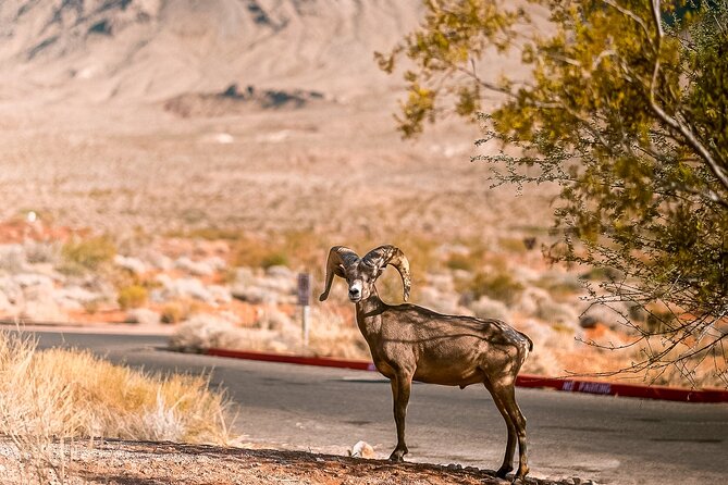 LasVegas Small Group 6Hour Valley of Fire/Hoover Dam/Boulder City - Discovering Valley of Fire