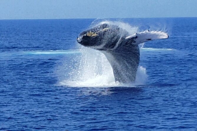 Late Morning Whale Watch Cruise From Abay - Additional Information